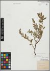 Foto von Salix repens subsp. incubacea (L.) A. Neumann
